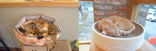 ▲ 카페 ‘캣슬하우스’의 고양이. (사진=김의영 기자)