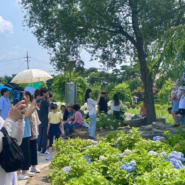 6월 23일 개막한 공주 유구읍 수국축제 /사진 김해인 기자