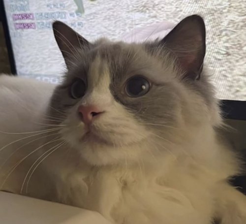 고양이의 생전 모습. 사진=동물권단체 케어 인스타그램