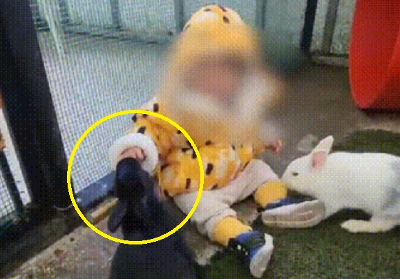 토끼에게 물려 손가락이 절단된 15개월 아이. 온라인 커뮤니티 캡처