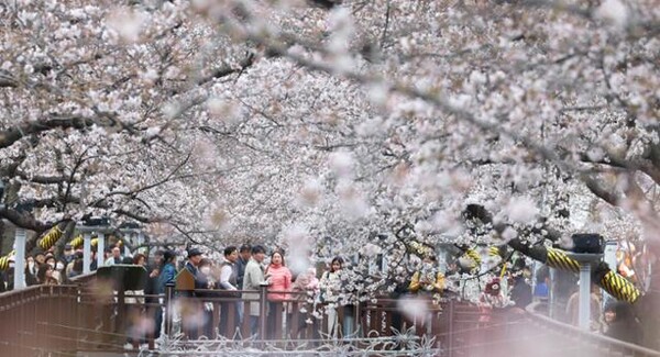 지난해 3월 24일 경남 창원시 진해구 여좌천 일대에서 상춘객들이 활짝 핀 벚꽃을 보며 추억을 만들고 있다. 연합뉴스