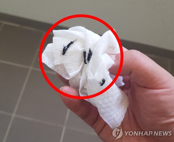 '러브 버그' 벌레떼 출몰