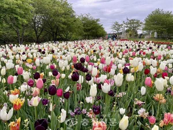 태안봄꽃정원 SNS