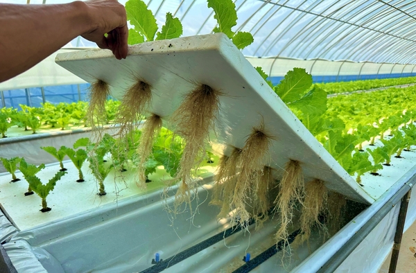 상추 분무경 양액재배 모습.