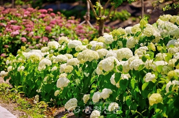 공주 유구 색동수국축제를 수놓은 수국들 (공주시 제공)
