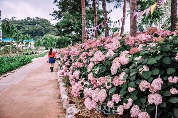 공주 유구 색동수국축제를 수놓은 수국들 (공주시 제공)