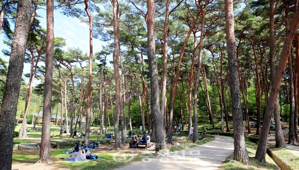 안면도 자연휴양림