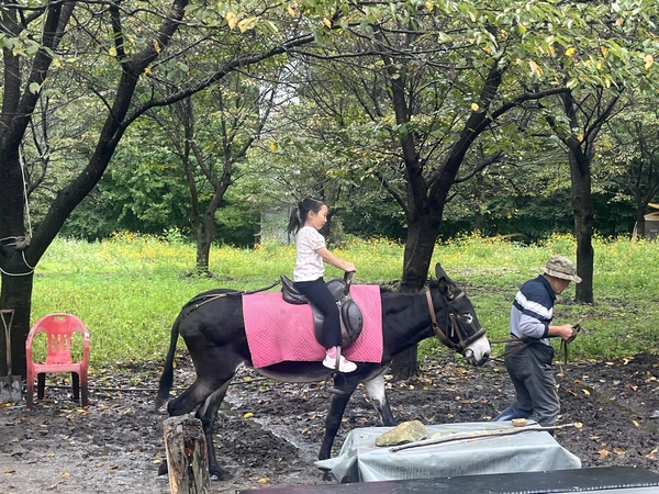 추석 당일인 6일 한 아이가 당나귀 시승 체험을 하고 있다.(사진=남수현 기자)