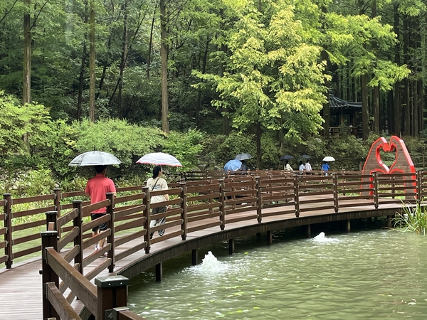 추석 당일인 6일 시민들이 장태산 메타세콰이어 길을 따라 산책하고 있다.(사진=남수현 기자)