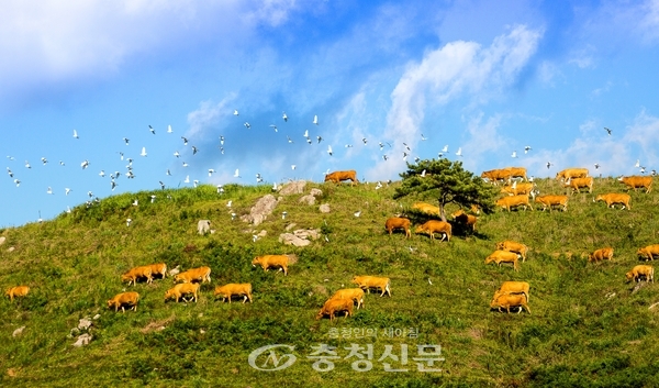 서산 제8경 서산한우목장