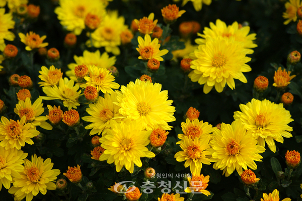 궁남지 국화 (사진=클립아트코리아)