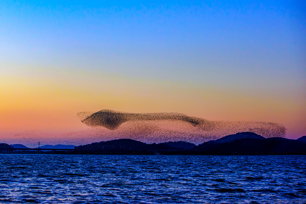 금강 철새 (사진=클립아트코리아)